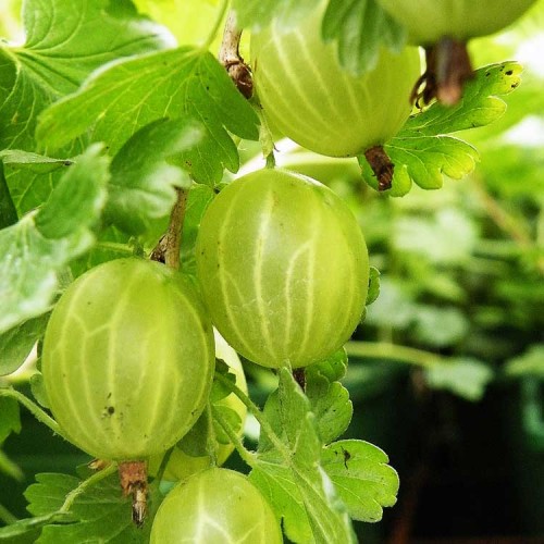 Ribes uva crispa Green Gooseberry Hinnomaki Green Bareroot | ScotPlants Direct